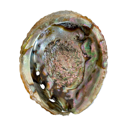 Abalone Shell