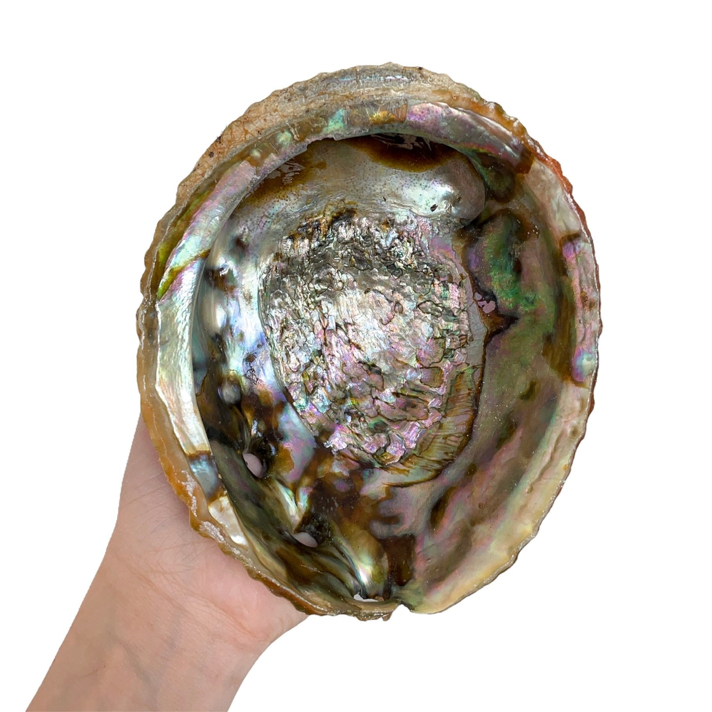 Abalone Shell